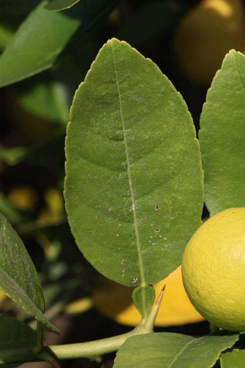            Unifoliolate leaf (Abhayapuri, Riverside, CA)   